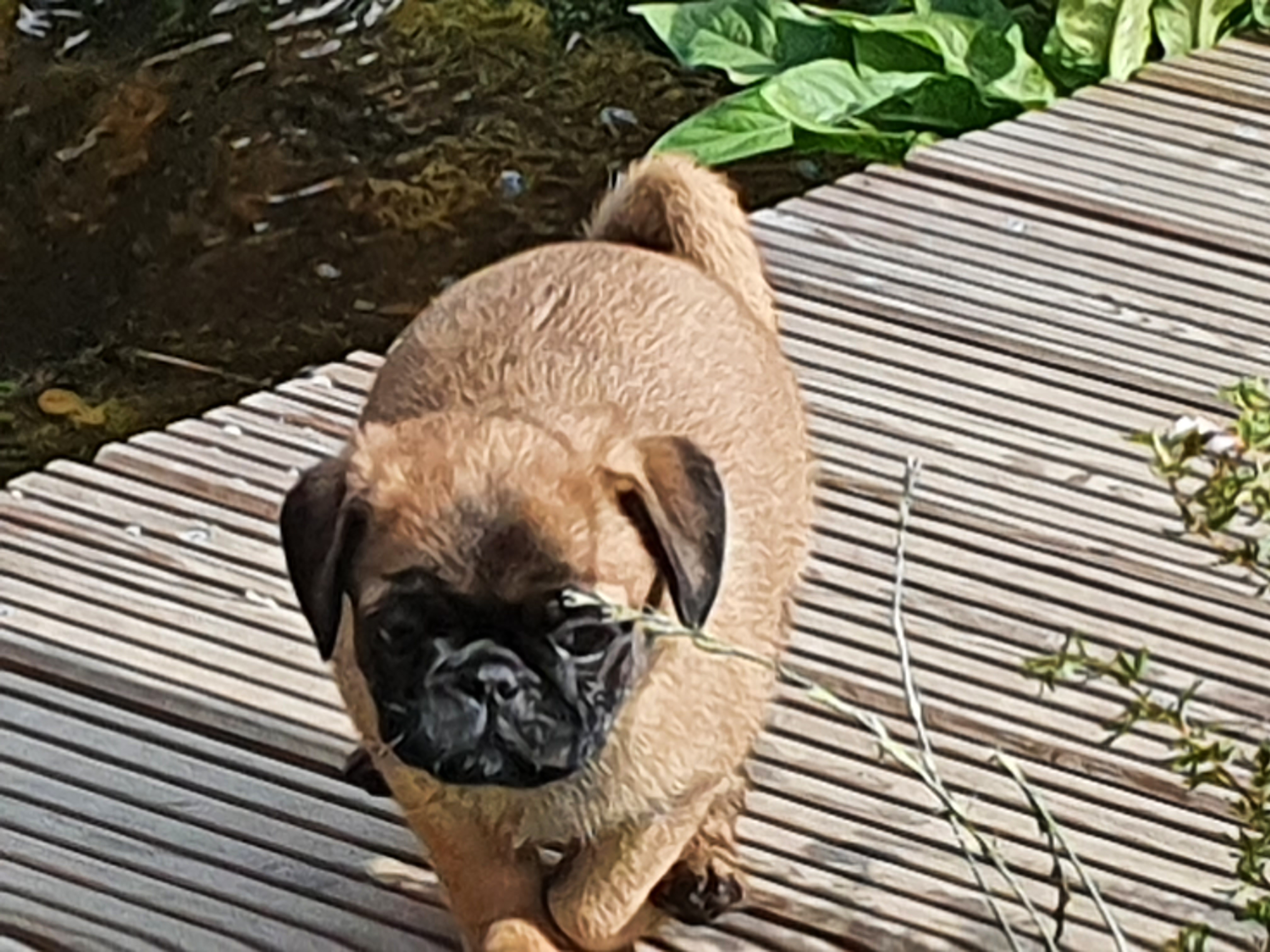 mopsdeutschland.de Galerie